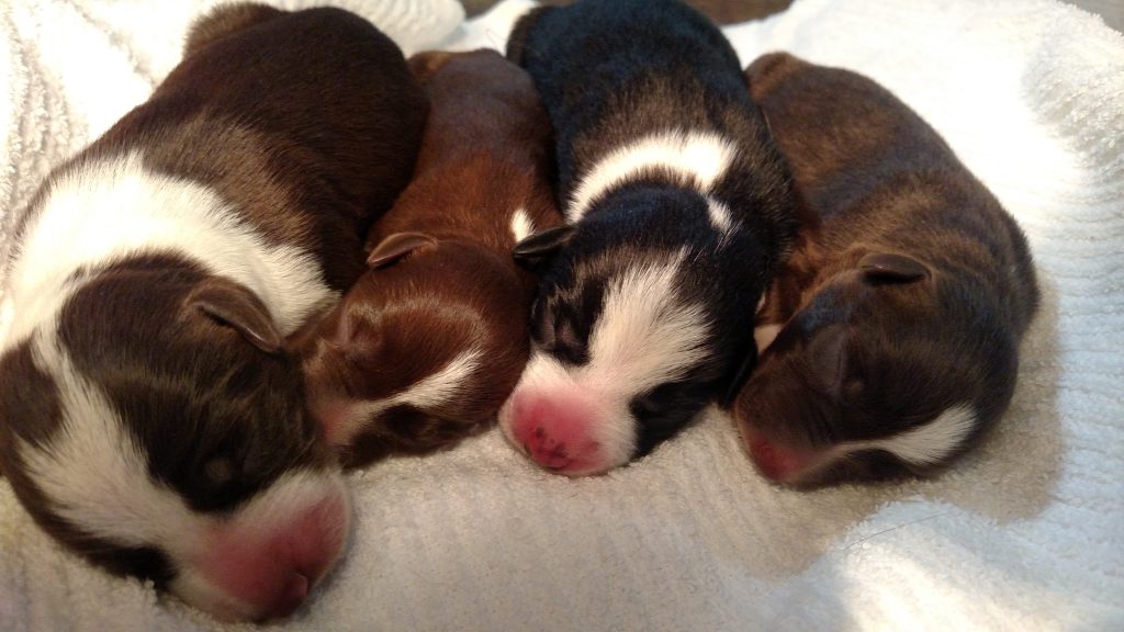 IMG_20200328_103950931