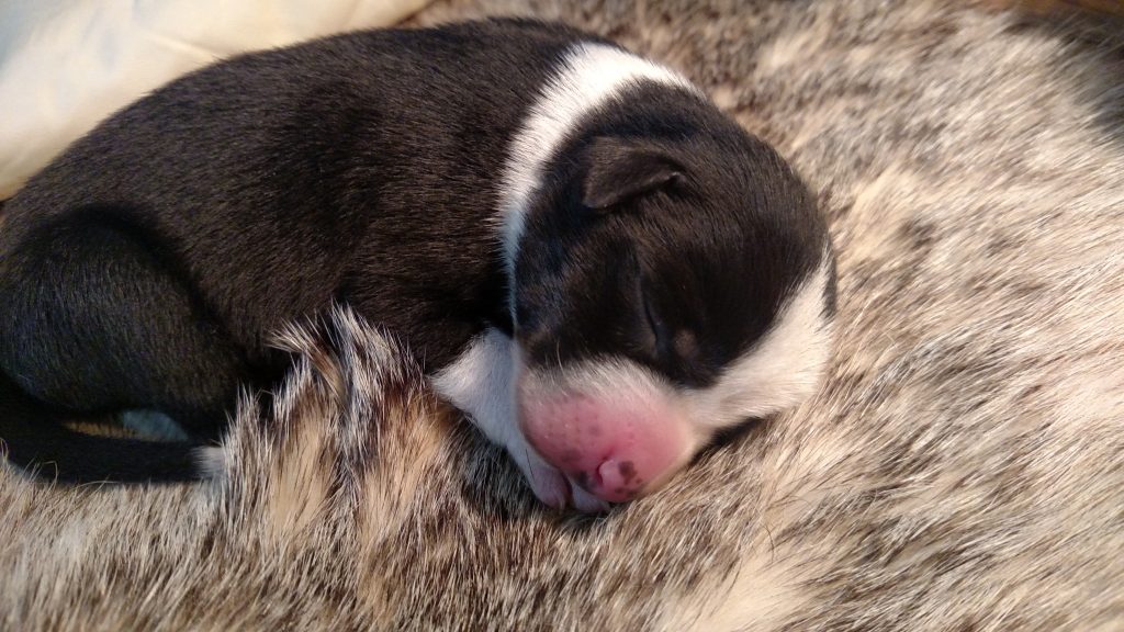 IMG_20200329_073236292