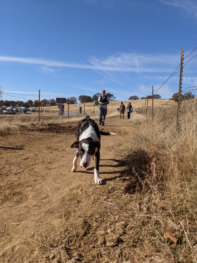 11-29-20 trailing in